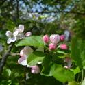 Fleurs de pommiers du Pays de Herve. © Julien de Leval.