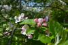 Fleurs de pommiers du Pays de Herve. © Julien de Leval.