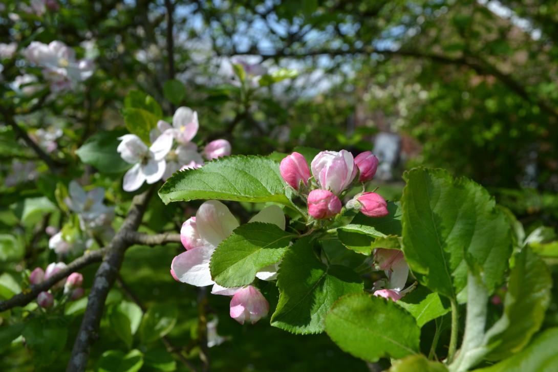 Fleurs de pommiers du Pays de Herve. © Julien de Leval.